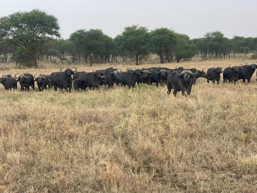 Buffalo herd on the crater floor