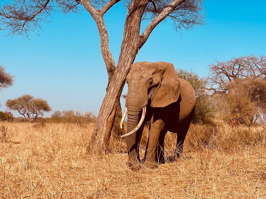 Elephant under the acacias in Tarangire