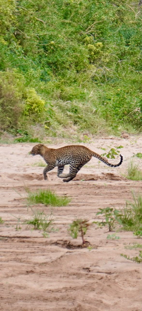 A leopard on the move