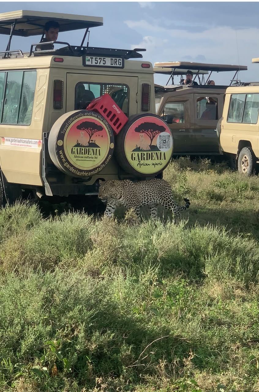 A leopard strolls past our Land Cruisers
