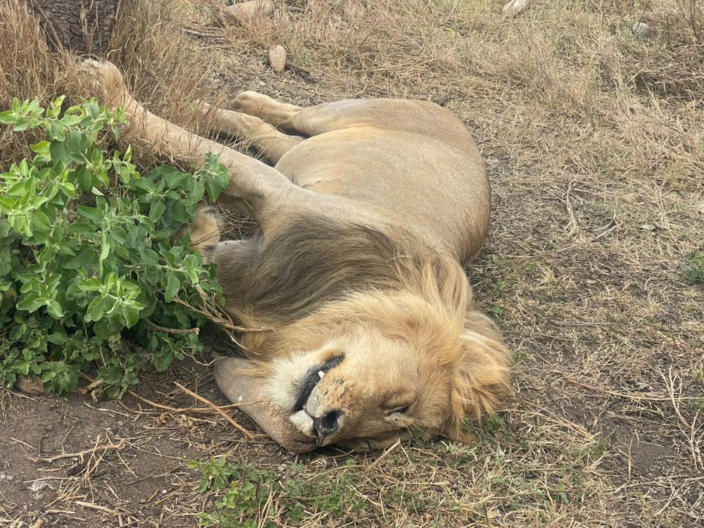 Lion resting in the shade
