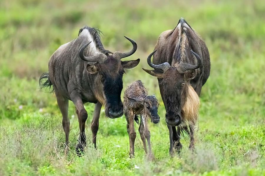 A newborn wildebeest, minutes old