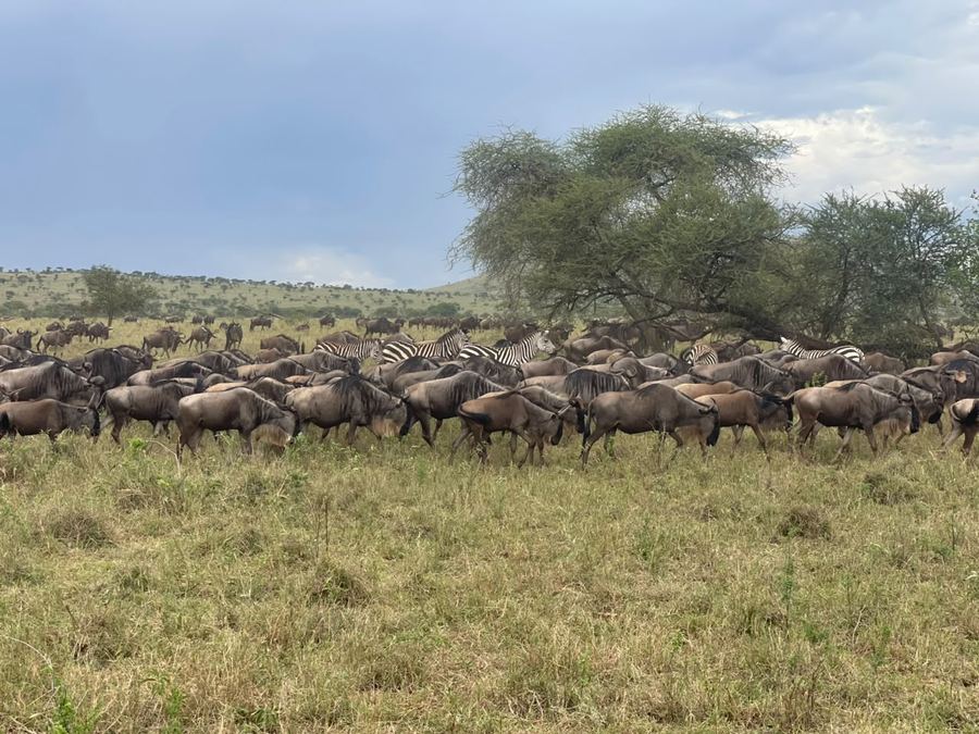 Wildebeest massing on the plains