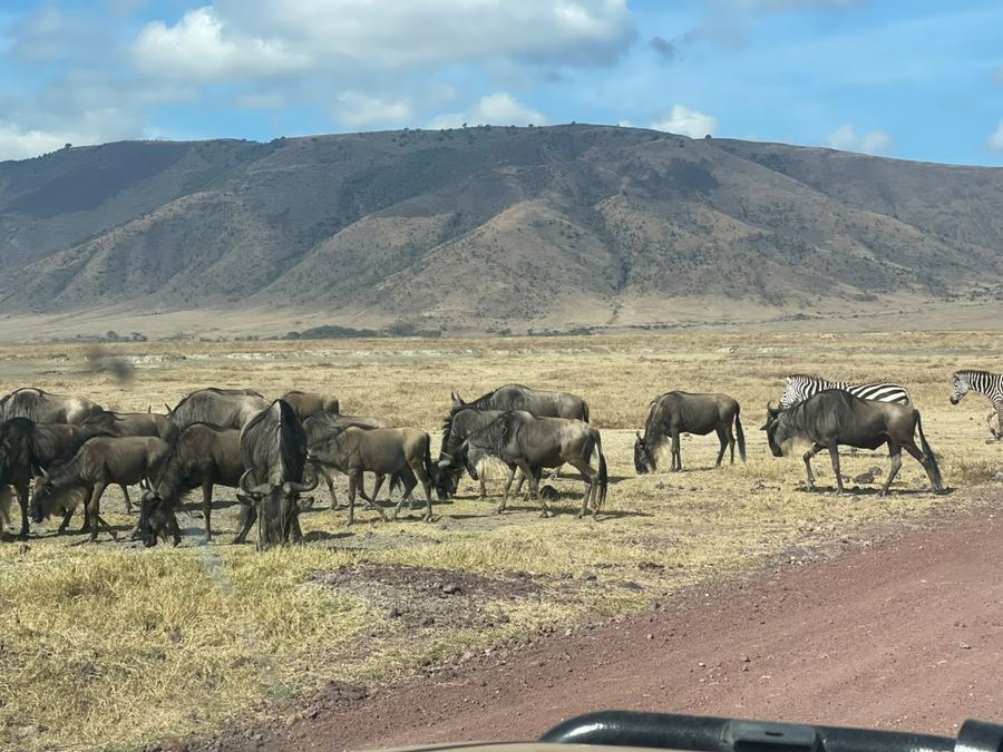 The herds on the move, seen from the truck
