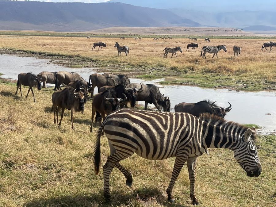 Zebra and wildebeest share a waterhole