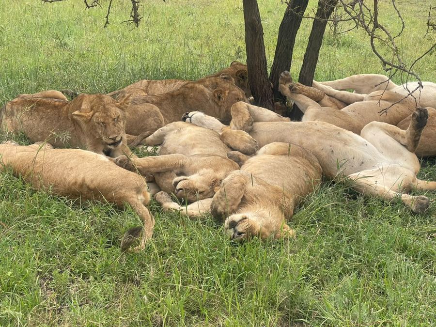 A whole pride asleep in the shade