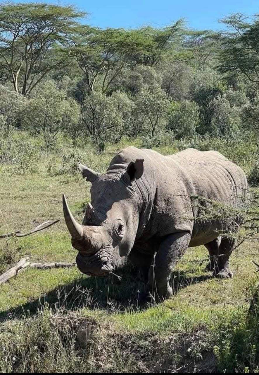 Black rhino, Ngorongoro