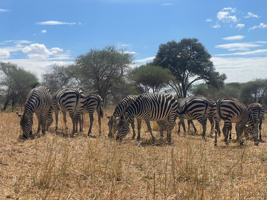 A dazzle of zebra under the acacias