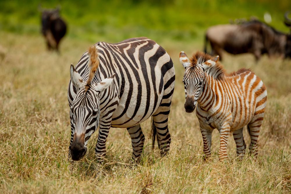 Zebra and foal in the Serengeti
